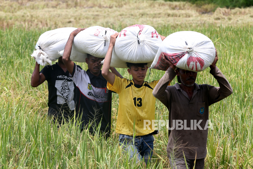 Petani mengangkut gabah hasil panen di Samahani, Aceh Besar, Aceh.
