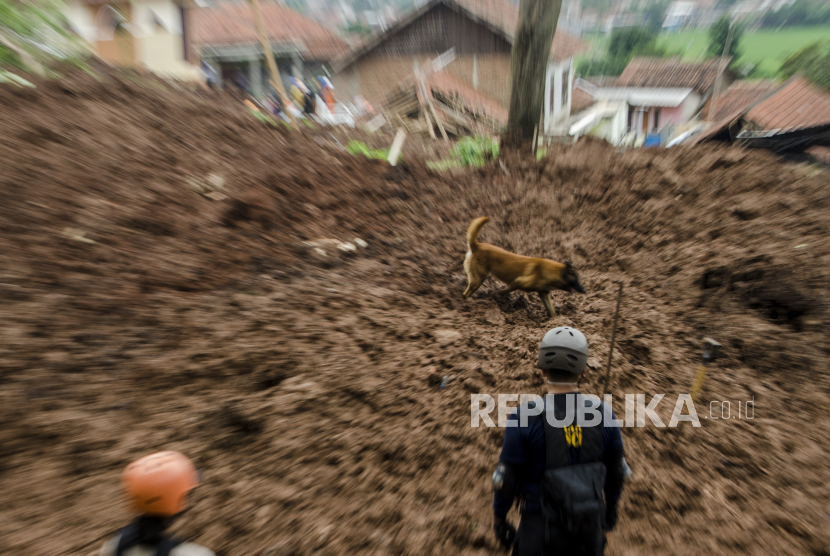 Petugas SAR Dog Jakarta Rescue melakukan pencarian korban tertimbun longsor di Cimanggung, Kabupaten Sumedang, Jawa Barat, Minggu (10/1/2021). Tanah longsor yang diduga terjadi akibat intensitas curah hujan yang tinggi pada Sabtu (9/1) sore tersebut mengakibatkan 12 orang korban meninggal dua dan belasan orang diperkirakan masih tertimbun serta 14 bangunan rusak berat. 