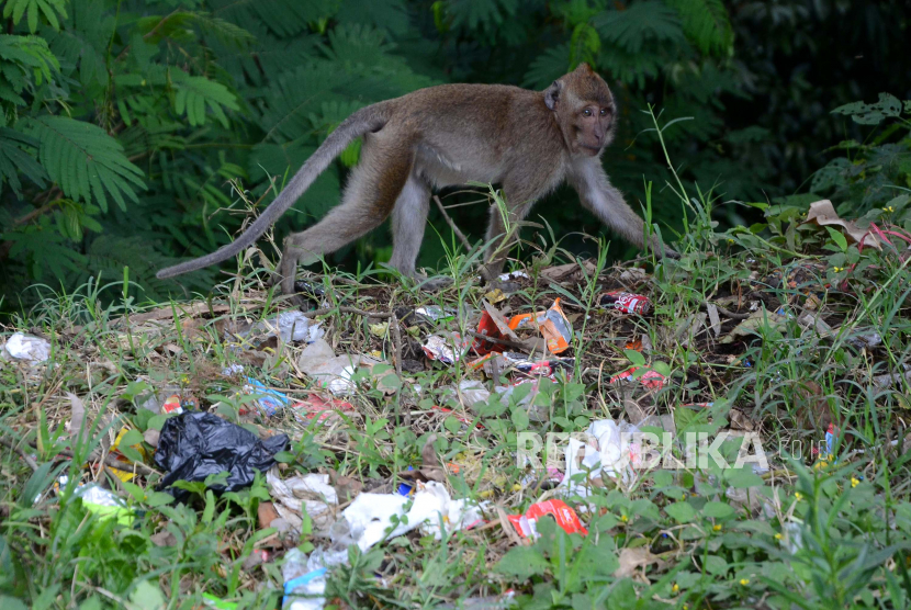 Seekor kera ekor panjang (Macaca fascicularis) mencari sisa makanan dari sampah rumah tangga, (ilustrasi). Kera jenis ini kerap berkonflik dengan masyarakat.