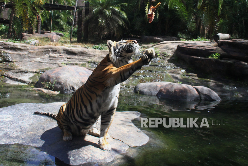Seekor harimau Sumatra (Panthera tigris sumatrae) yang menjadi salah satu koleksi binatang di Jatim Park 2, Kota Batu, Jawa Timur, Rabu (29/7/2020). 