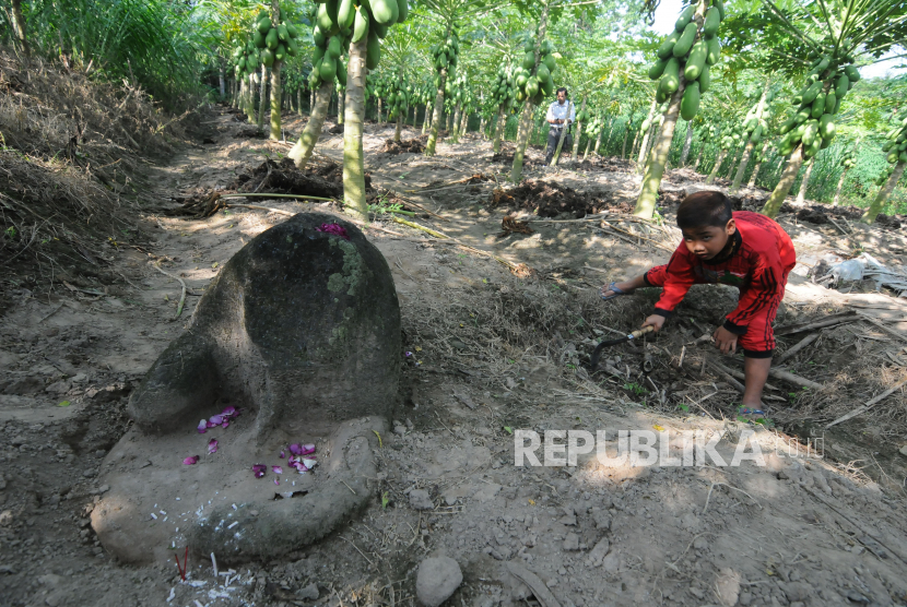 Seorang anak bermain di dekat dugaan batu arca nandi atau lembu tanpa kepala di sebuah ladang pepaya, Mranggen, Jatinom, Klaten, Jawa Tengah, Jumat (26/6/2020). Berbagai macam dugaan batu candi seperti bagian batur atau kaki candi, yoni, arca nandi atau lembu tanpa kepala dan dua candi perwara yang berada di ladang tersebut diperkirakan peninggalan pada zaman Mataram kuno pada abad 9 - 10. 