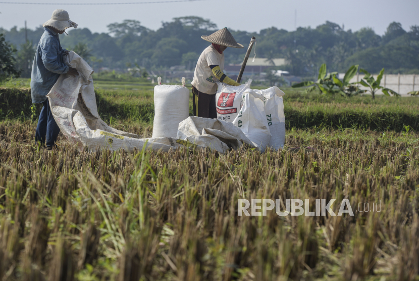 Petani memasukan hasil panen ke dalam karung di area persawahan kawasan Jonggol, Kabupaten Bogor, Jawa Barat.