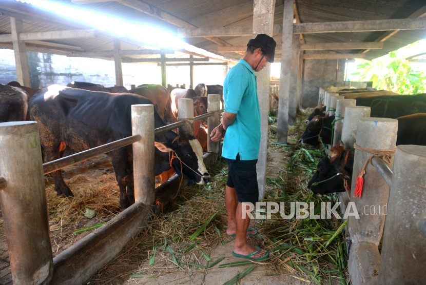 Penjaga kandang mengawasi nafsu makan sapi yang terpapar penyakit PMK di Segoroyoso, Bantul, Yogyakarta, Selasa (14/6/2022). Petugas melihat kondisi hewan ternak yang terpapar penyakit PMK di salah satu pedagang besar. Pemilik hewan ternak juga memberikan jamu kunyit dan ramuan tradisional untuk menjaga kondisi sapi yang sudah terpapar.