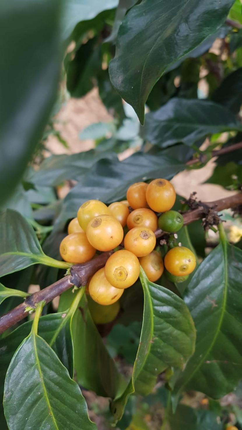 Kopi Yellow Caturra: Kopi Yellow Caturra berbeda dengan kopi-kopi arabika lainnya yang berwarna merah