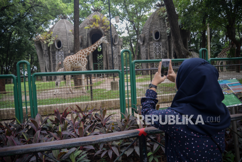 Pengunjung mengamati jerapah di Taman Margasatwa Ragunan (TMR), Jakarta Selatan.
