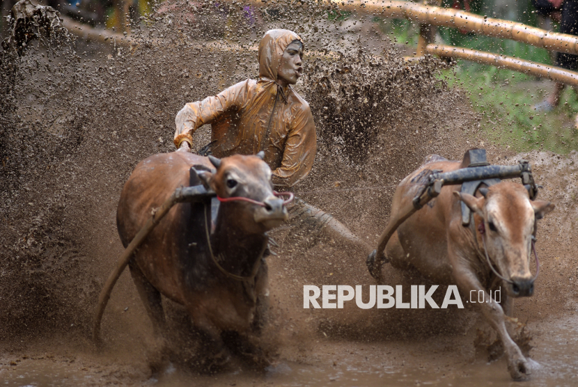 Pacu Jawi Kembali Digelar, Diharapkan Dongkrak Kunjungan Wisatawan ke Tanah Datar Pascabencana