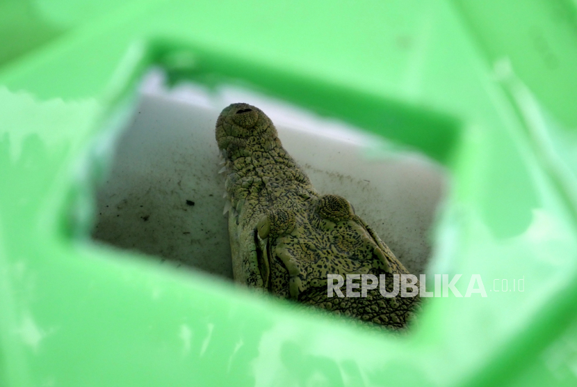 Barang bukti satwa dilindungi Buaya Muara  (crocodylus porosus) ditangkap warga (ilustrasi)