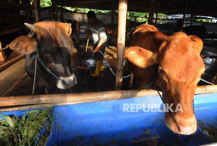 Warga membersihkan kotoran sapi di kandang kelompok peternak sapi (ilustrasi)
