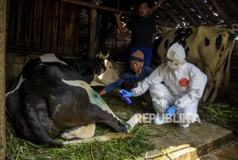 Dokter hewan dari Dinas Ketahanan Pangan dan Pertanian (DKPP) Kota Bandung menyemprotkan cairan antibiotik ke badan sapi yang diduga (suspect) terjangkit penyakit mulut dan kuku (PMK) di Jalan Cilengkrang, Cibiru, Kota Bandung, Rabu (8/6/2022). Kementerian Pertanian mengimpor 3 juta dosis vaksin PMK yang dijadwalkan tiba pekan kedua Juni.