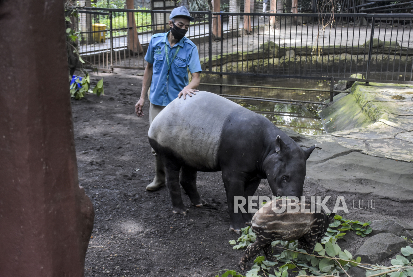 Pawang satwa merawat Tapir Tenuk (Tapirus indicus) di Bandung Zoological Garden (Bazooga), Kota Bandung. Pengelola mengajukan banding dari putusan lahan kebun binatang milik Pemkot Bandung.
