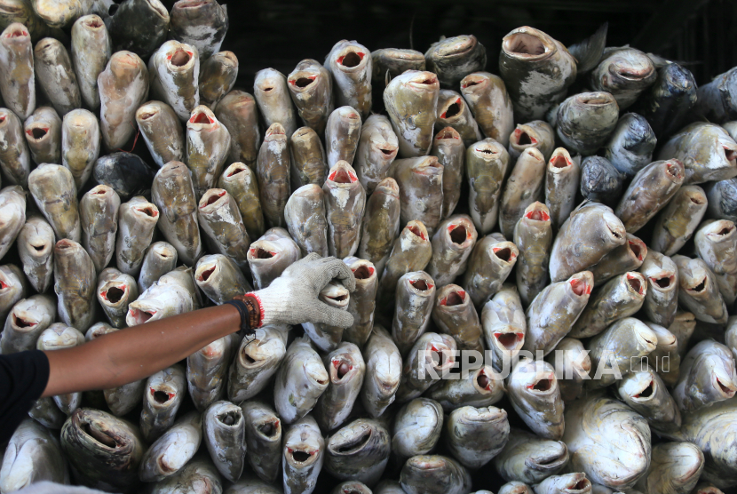 TPI Aia Bangih Pasaman Barat 45 Persen Produksi Ikan Sumbar (ilustrasi).