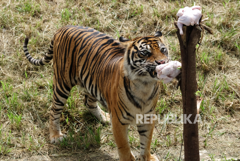 Harimau Sumatera (Panthera Tigris Sumatrae) beraktivitas dikandangnya di Taman Satwa Taru Jurug (TSTJ) atau Solo Zoo, Solo, Jawa Tengah, Rabu (3/6/2020). Kementerian Lingkungan Hidup dan Kehutanan (KLHK), bersama berbagai pihak terus berupaya melakukan konservasi Harimau Sumatera di tengah tantangan pandemi COVID-19, yang berdasarkan data Population Viability Analysis (PVA) populasinya tinggal 600-an ekor di alam