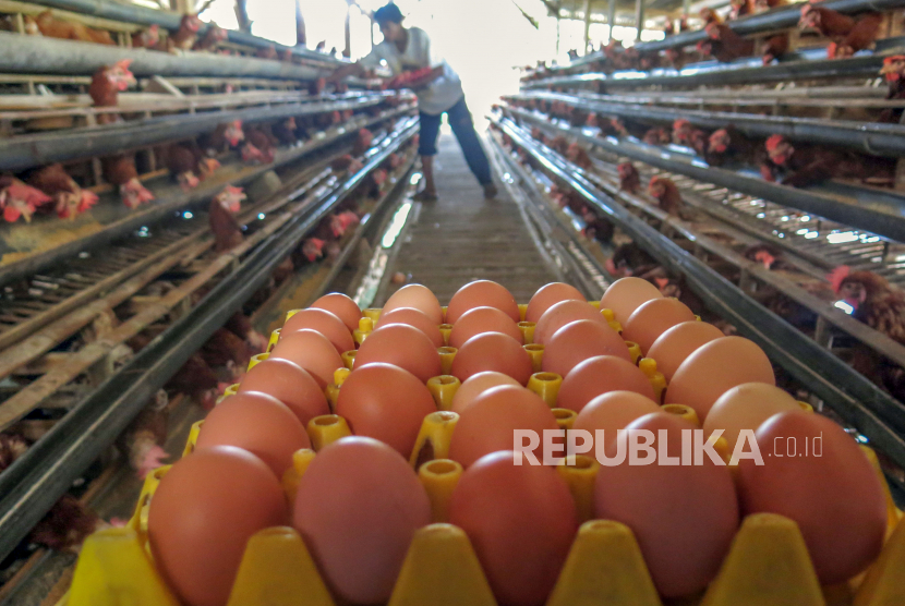 Peternak memanen telur di peternakan ayam petelur di Bogor, Jawa Barat, Rabu (27/1). Menjelang bulan puasa, pasokan telur dan ayam serta daging sapi di Kota Cirebon normal. 
