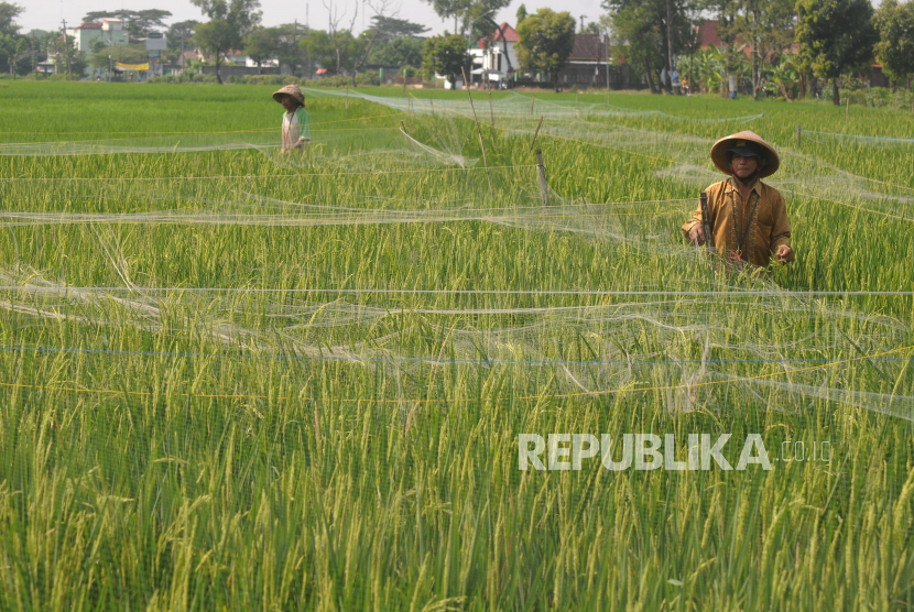 Sejumlah petani memasang jaring pada tanaman padi di Ngemplak, Boyolali, Jawa Tengah, Kamis (6/5/2021). Petani setempat memasang jaring-jaring tersebut untuk melindungi tanaman padi yang telah berusia 70 hari agar tidak dimakan hama burung sehingga hasil panen padi tetap baik.