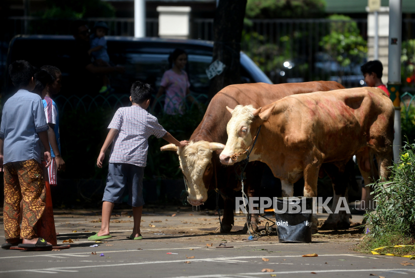Sapi kurban (ilustrasi). Badan Usaha Milik Negara PT Pelabuhan Indonesia (Persero) menyalurkan 150 ekor sapi kurban senilai Rp 2,8 miliar kepada masyarakat di sekitar wilayah operasi perseroan dalam rangka berbagi kebahagiaan pada Idul Adha 1443 Hijriah.