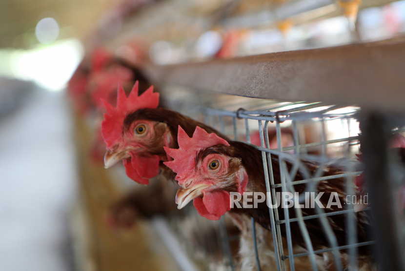  Ayam di kandang. Tinggal di dekat kandang ayam memiliki berbagai risiko penyakit.