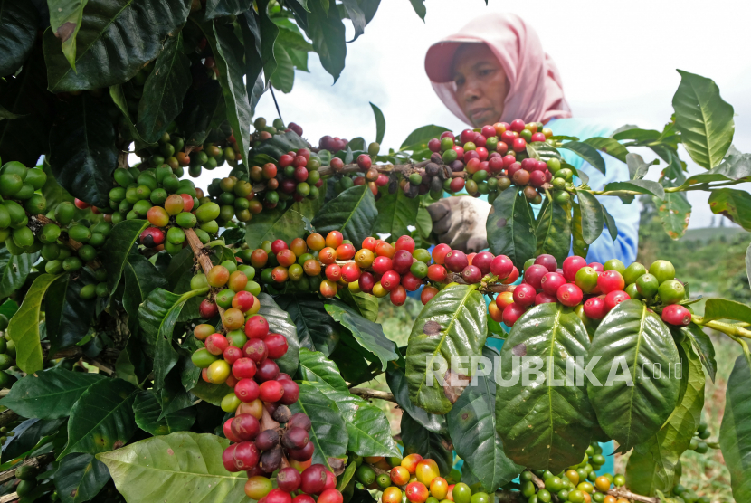 Petani memanen kopi (ilustrasi).  Badan Pusat Statistik (BPS) mencatat kinerja ekspor pertanian pada Bulan Juni 2022 mengalami peningkatan impresif, yaitu sebesar 23,30 persen secara bulanan (mtm) atau 11,69 persen secara tahunan (yoy).