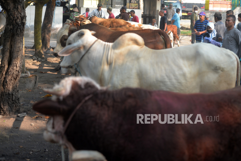 Petugas Veteriner melakukan pemantauan hewan ternak sapi yang dijual di pasar hewan (ilustrasi) 