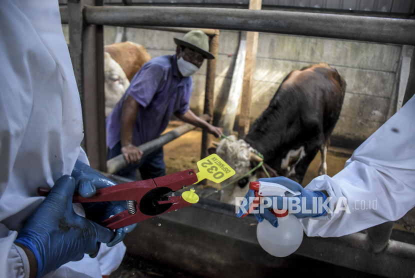 Petugas menyiapkan penanda untuk hewan ternak sapi yang telah divaksinasi PMK (ilustrasi). Pemerintah Provinsi Sumatra Selatan (Sumsel) mencanangkan pemasangan tanda pengenal pada setiap sapi peternak di daerah ini yang sudah disuntikkan vaksin PMK.