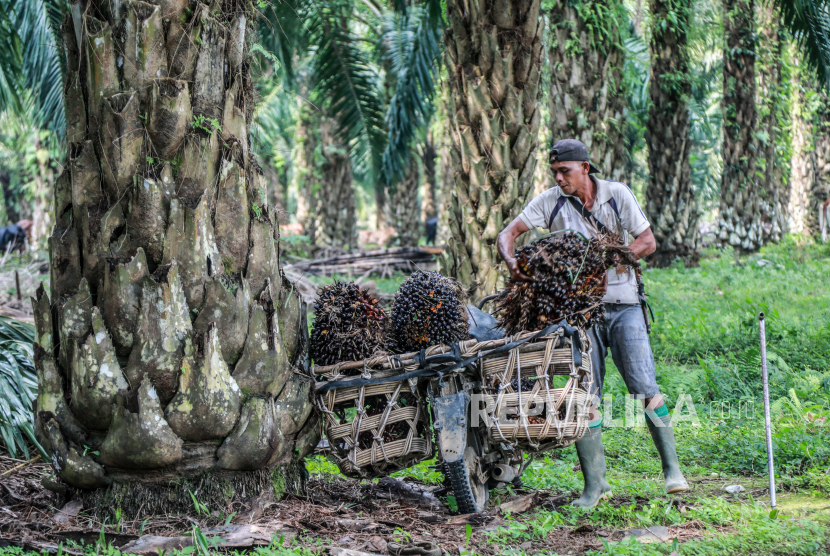 Seorang pekerja memuat buah sawit yang baru dipanen ke sepeda motornya di perkebunan kelapa sawit (ilustrasi).