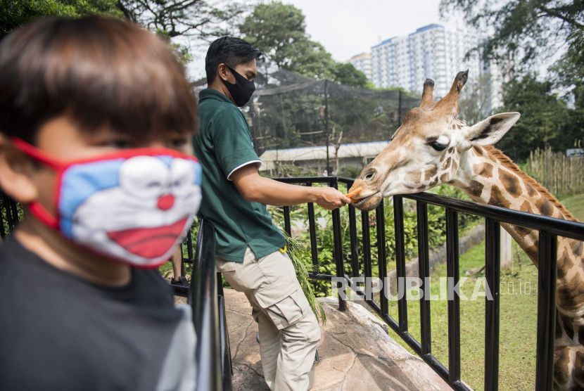 Pekerja memberi makan Jerapah Afrika di Kebun Binatang Bandung (Bandung Zoological Garden), Bandung, Jawa Barat, Sabtu (27/6/2020). Setelah lebih dari dua bulan ditutup akibat pandemi COVID-19, Kebun Binatang Bandung kembali dibuka untuk umum dengan menerapkan protokol kesehatan pada masa pemberlakuan normal baru atau adaptasi kebiasaan baru. 