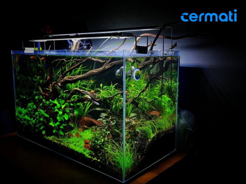 Cermati