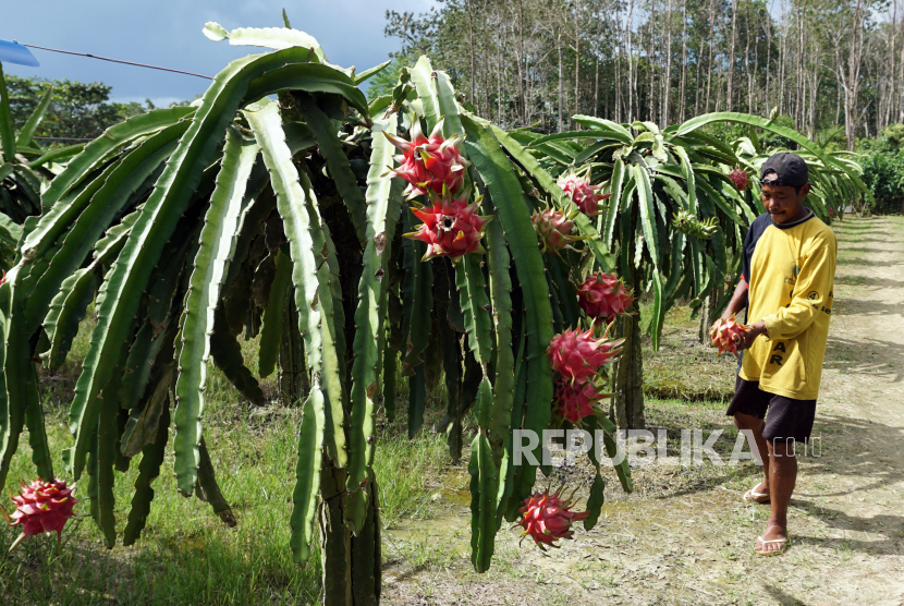Petani memanen buah naga di sebuah perkebunan di Kabupaten Sorong, Papua Barat, Jumat (21/8/2020). Badan Pusat Statistik (BPS) Provinsi Papua Barat memaparkan bahwa sektor pertanian masih menjadi sektor unggulan dalam hal penyerapan tenaga kerja di wilayah itu dengan persentase 30,83 persen hingga Februari lalu.
