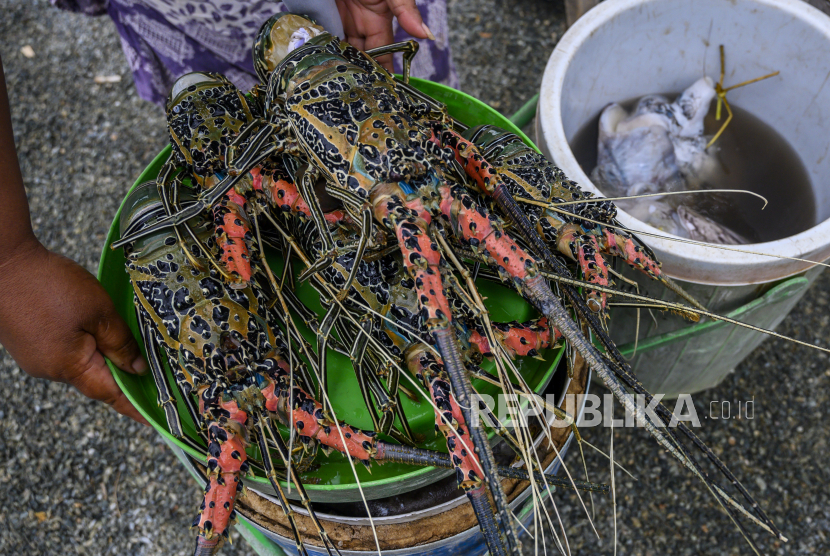 Pedagang menata lobster (Nephropidae) yang dijualnya di pasar ikan. Ketua Pengurus Pusat (PP) Muhammadiyah menyayangkan jika pemerintah hanya mengekspor benih lobster.