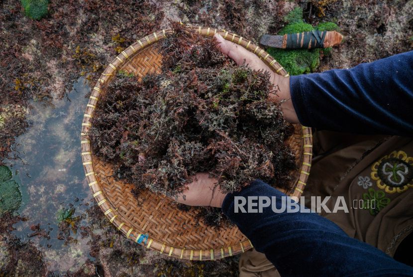 Warga mencari rumput laut di Panimbang Jaya, Lebak, Banten. Kementerian Kelautan dan Perikanan (KKP) menyebutkan bahwa komoditas rumput laut bisa digunakan untuk mengatasi sejumlah persoalan global seperti limbah plastik dan perubahan iklim, sehingga merupakan peluang bagi pengusaha sektor kelautan.