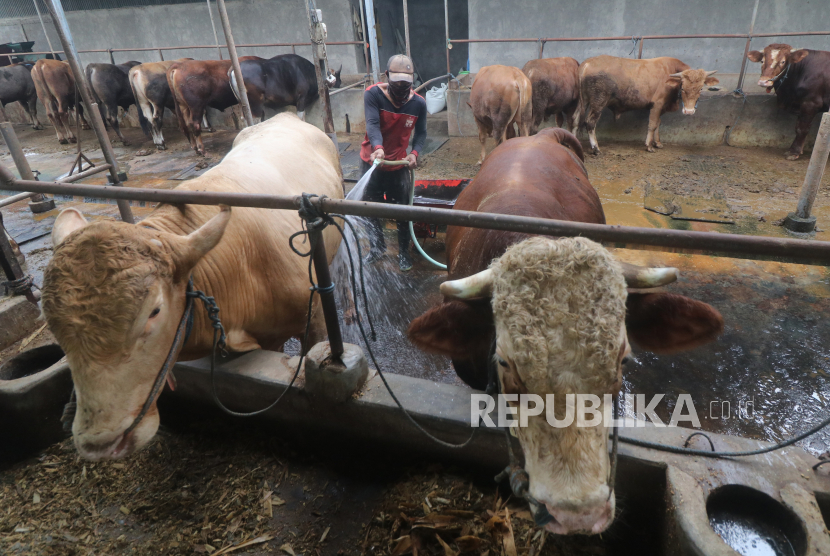 Pekerja membersihkan sapi di tempat penggemukan sapi di Desa Sukoanyar, Kediri, Jawa Timur, Kamis (10/3/2022). Badan Pangan Nasional (National Food Agency/NFA) memastikan mobilisasi daging sapi lokal khususnya dari wilayah Jawa Timur akan segera mengisi pasar-pasar yang menjadi pusat permintaan konsumen.