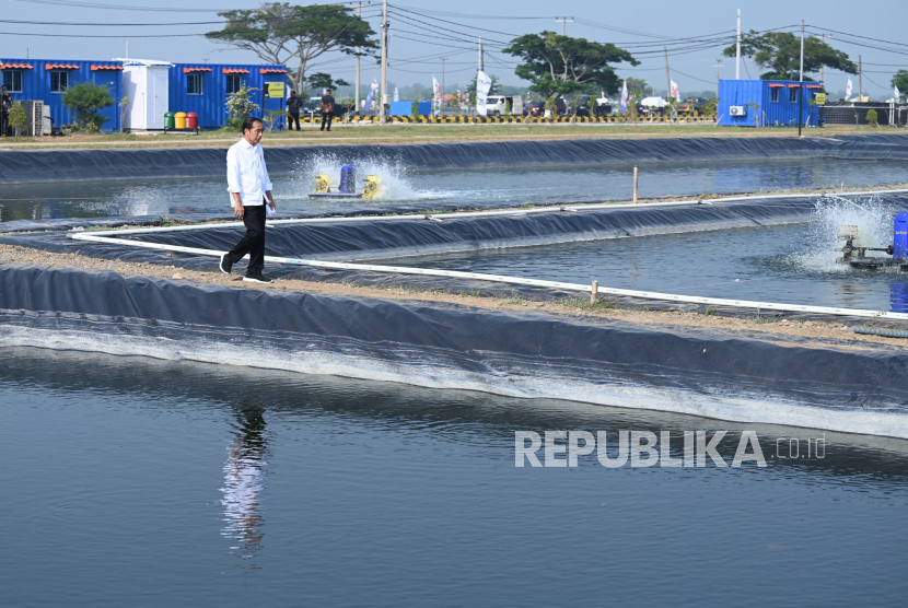 Presiden Joko Widodo (Jokowi) saat meresmikan modeling budidaya ikan nila salin di Karawang, Jawa Barat, Rabu (8/5/2024). 