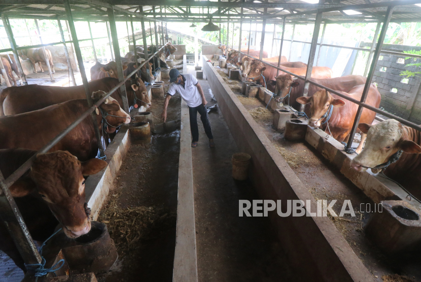 Pekerja memberi pakan sapi di tempat penggemukan sapi di Desa Sukoanyar, Kediri, Jawa Timur.