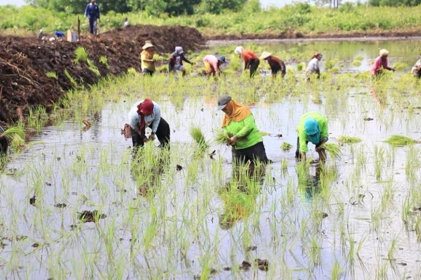 Kementerian Pertanian Manfaatkan Puncak Musim Hujan untuk Perluas Tanam