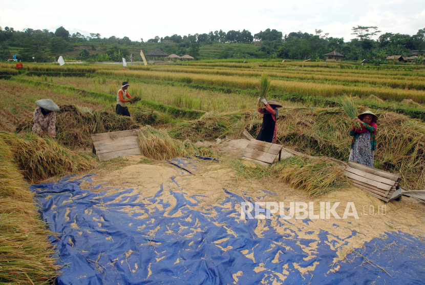 Sejumlah petani merontokkan bulir padi saat panen raya padi (ilustrasi). Pemerintah Kabupaten Bangka Tengah, Provinsi Kepulauan Bangka Belitung, mendorong para petani menggarap seluas 258 hektare lahan persawahan potensial, untuk meningkatkan produksi padi lokal.