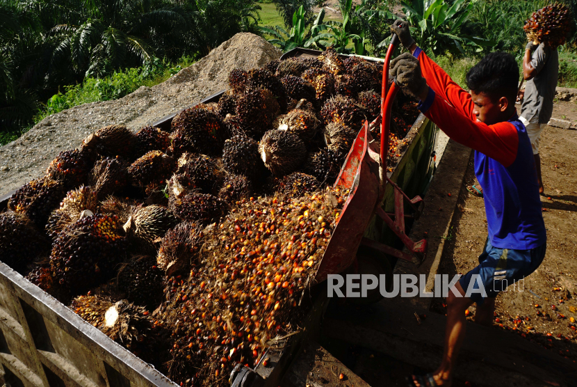 Pekerja menyusun tandan buah segar (TBS) kelapa sawit ke atas mobil di Tarailu, Mamuju, Sulawesi Barat. Apkasindo meminta Kemendag antisipasi kemungkinan industri tekan harga TBS