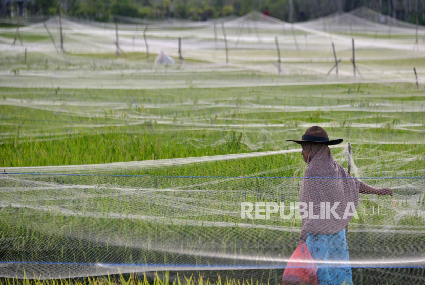 Petani memasang jaring pelindung tanaman padi di persawahan (ilustrasi). Guna meningkatkan produksi padi, Provinsi Lampung melakukan upaya pencegahan alih fungsi lahan.
