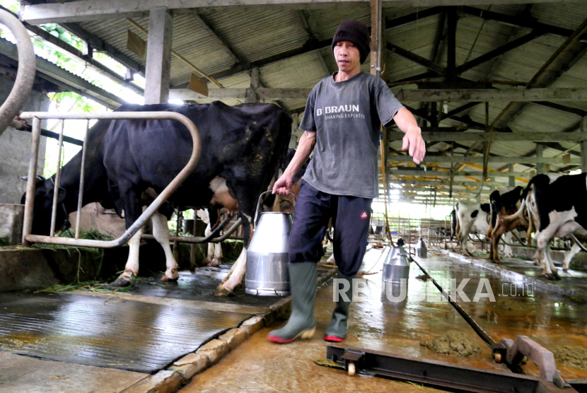 Peternak membawa wadah susu usai pemerahan di peternakan sapi perah, Srunen, Cangkringan, Sleman, Yogyakarta, Kamis (28/1). Bank Indonesia (BI) merilis survei penjualan eceran yang menurun pada Bulan Januari 2021. 