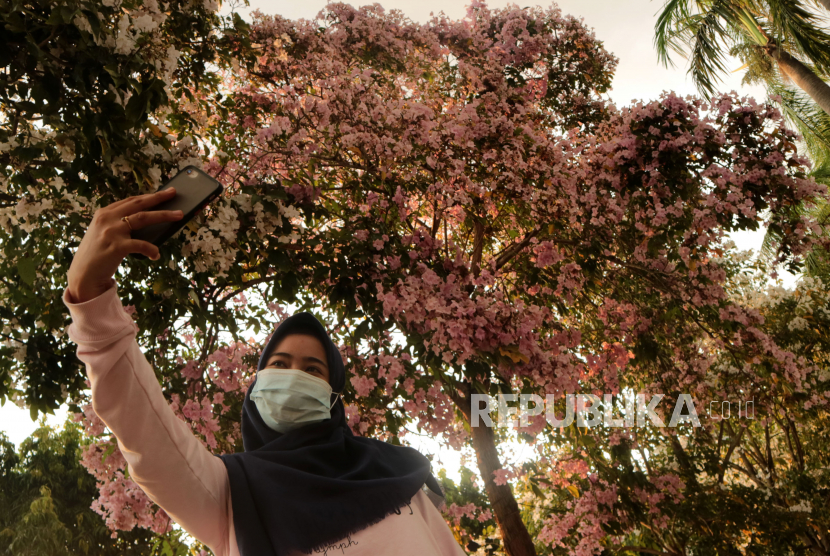 Warga berswafoto dengan latar belakang bunga tabebuya di Alun-alun Kabupaten Jombang, Jawa Timur, Rabu (8/9/2021). Tabebuya tengah bermekaran di tepi jalan protokol Surabaya, Jawa Timur. 