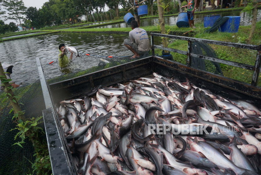 Pekerja memanen ikan patin di salah satu sentra budidaya ikan patin di Desa Bendiljati Wetan, Tulungagung, Jawa Timur, Selasa (28/4/2020). Sejumlah pembudidaya mengatakan, harga ikan patin saat ini turun signifikan, dari sebelumnya mencapai kisaran Rp15
