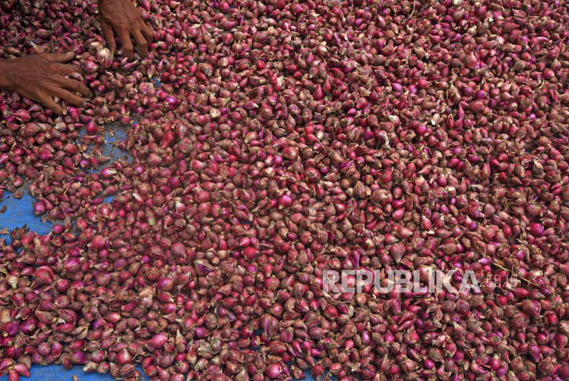 Petani menjemur bawang merah di Kampung Jombang Masigit Kota Cilegon, Banten, Selasa (4/7/2023). Harga bawang merah tengah anjlok karena terjadi panen serentak di sejumlah wilayah.