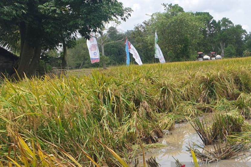 Distan Sumsel Berdayakan Brigade Pangan untuk Capai Target Produksi Padi 2025