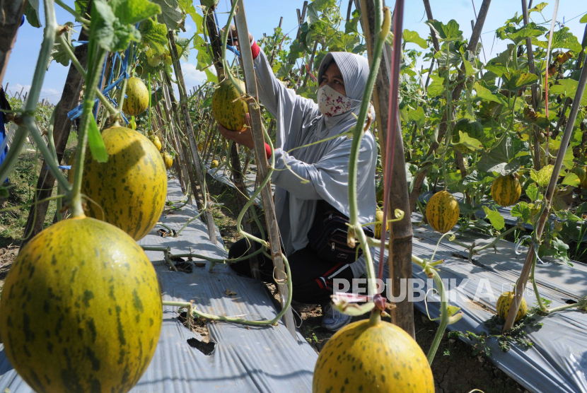 Pengunjung memetik buah melon di Desa Galis, Pamekasan, Jawa Timur. Memasuki musim panen tahun ini, petani memanfaatkan areal tanaman melon miliknya sebagai agrowisata mandiri. Jawa Timur memiliki 1.490 desa mandiri dan lima diantaranya masuk lima besar nasional