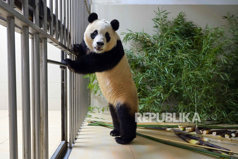 Kebun Binatang San Diego mengumumkan mereka akan menerima dua panda baru dari China setelah hampir semua panda dikembalikan.