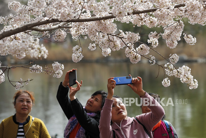  Para wanita mengambil foto sakura dari ponsel pintar di Taman Yuyuantan selama festival musim semi di Beijing, Selasa, 30 Maret 2021.
