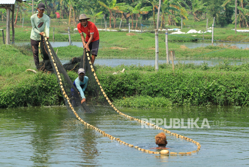 Petambak memanen ikan lele di areal tambak budidaya desa Kenanga, Sindang, Indramayu, Jawa Barat, Selasa (26/1/2021). (Ilustrasi)