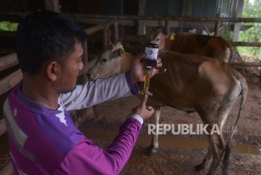 Petugas Kesehatan Hewan (Keswan) bersiap menyuntikkan vaksin kepada ternak sapi 