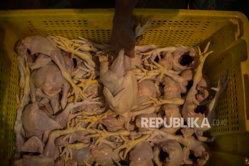 Pembeli memilah ayam potong di Pasar Minggu, Jakarta Ahad (14/6). Harga ayam potong di pasar tersebut naik hingga 15 persen dari Rp35