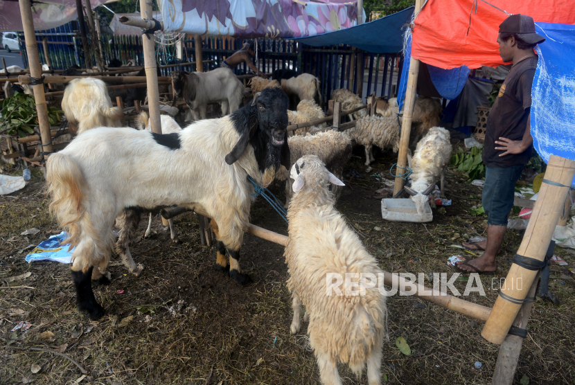 Pedagang hewan qurban mengambil kambing untuk pelanggan.  ilustrasi