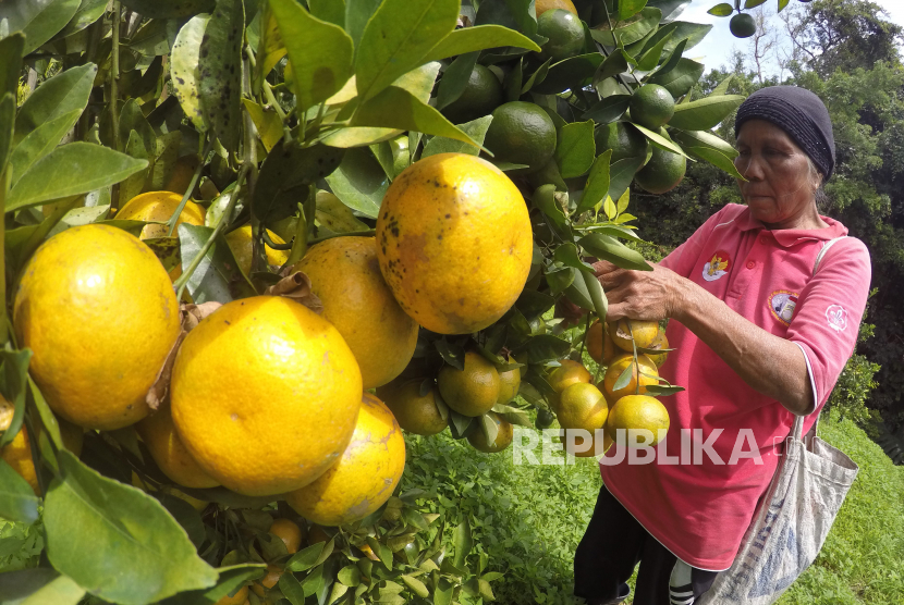 Petani memanen jeruk siam (ilustrasi). Pengembangan hortikultura di kawasan food estate diharapkan dapat meningkatan ekonomi masyarakat.