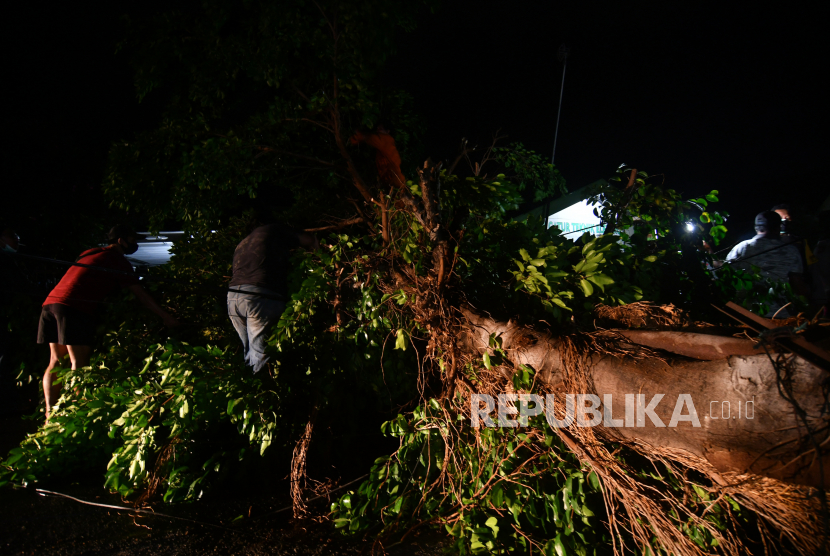 Petugas bersama warga berada di sekitar pohon yang tumbang akibat hujan deras disertai angin kencang (ilustrasi) 